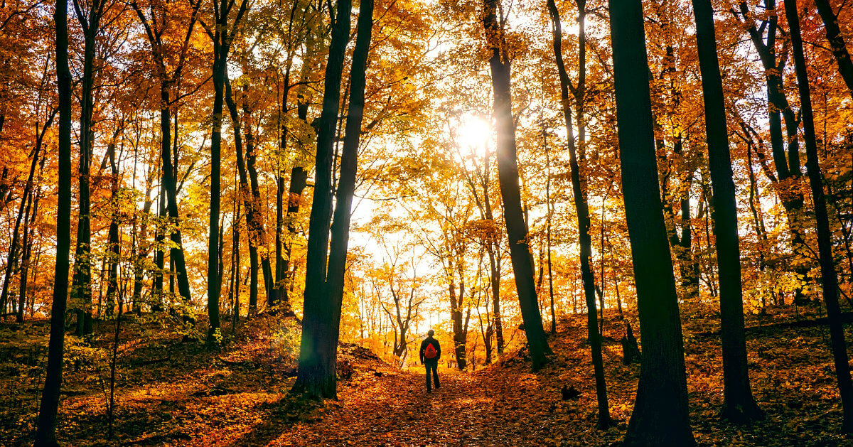 autumn forest